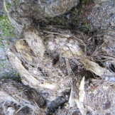 detailed view of the scat