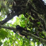 Howler monkeys photographed by the researchers