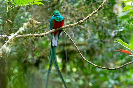 Resplendent Quetzal (Pharomacrus mocinno), male, San Gerardo de Dota, San Jose Province, Costa Rica, Central America