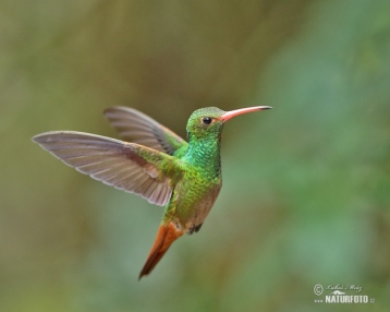 rufous-tailed-hummingbird-55x_14b837