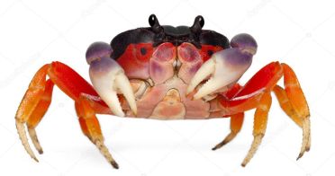 depositphotos_10904303-stock-photo-red-land-crab-gecarcinus-quadratus